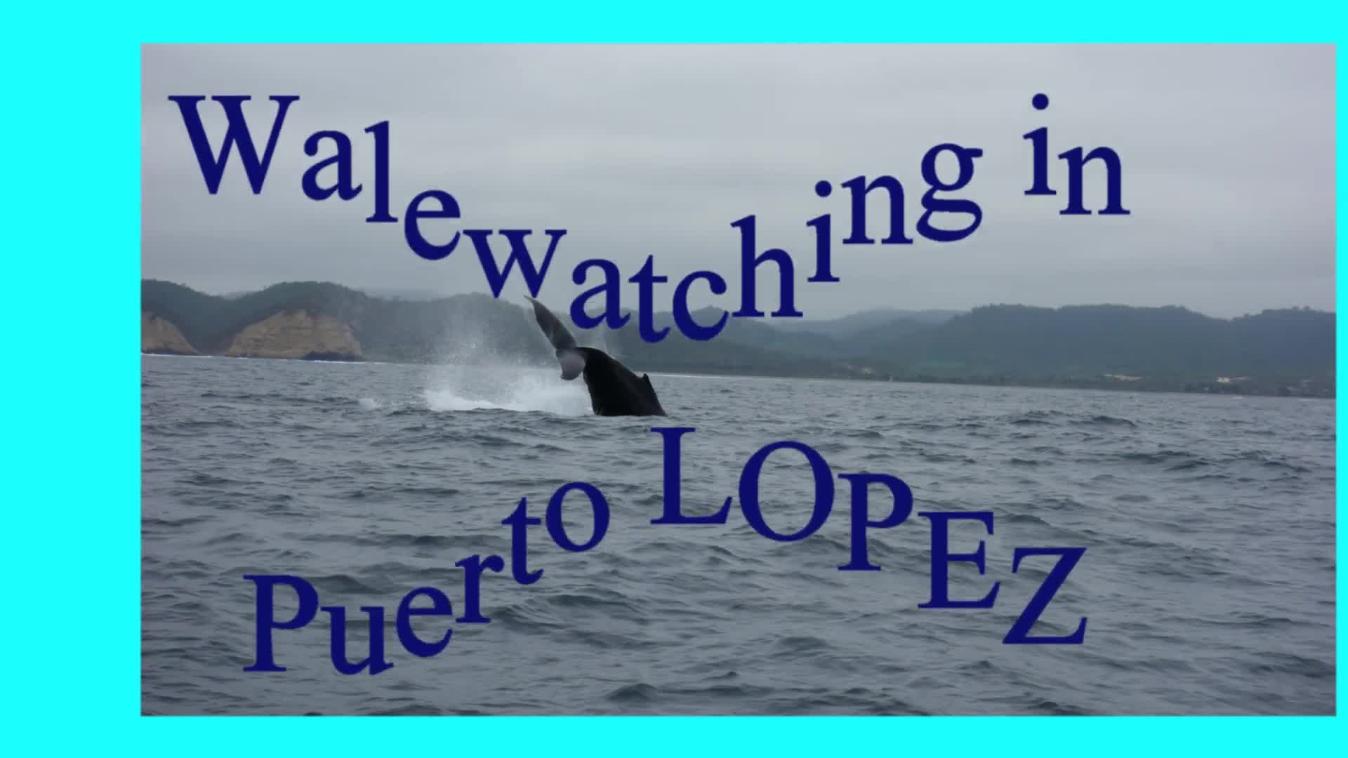 Ecuador 3- Wal-Beobachtung in Puerto Lopez