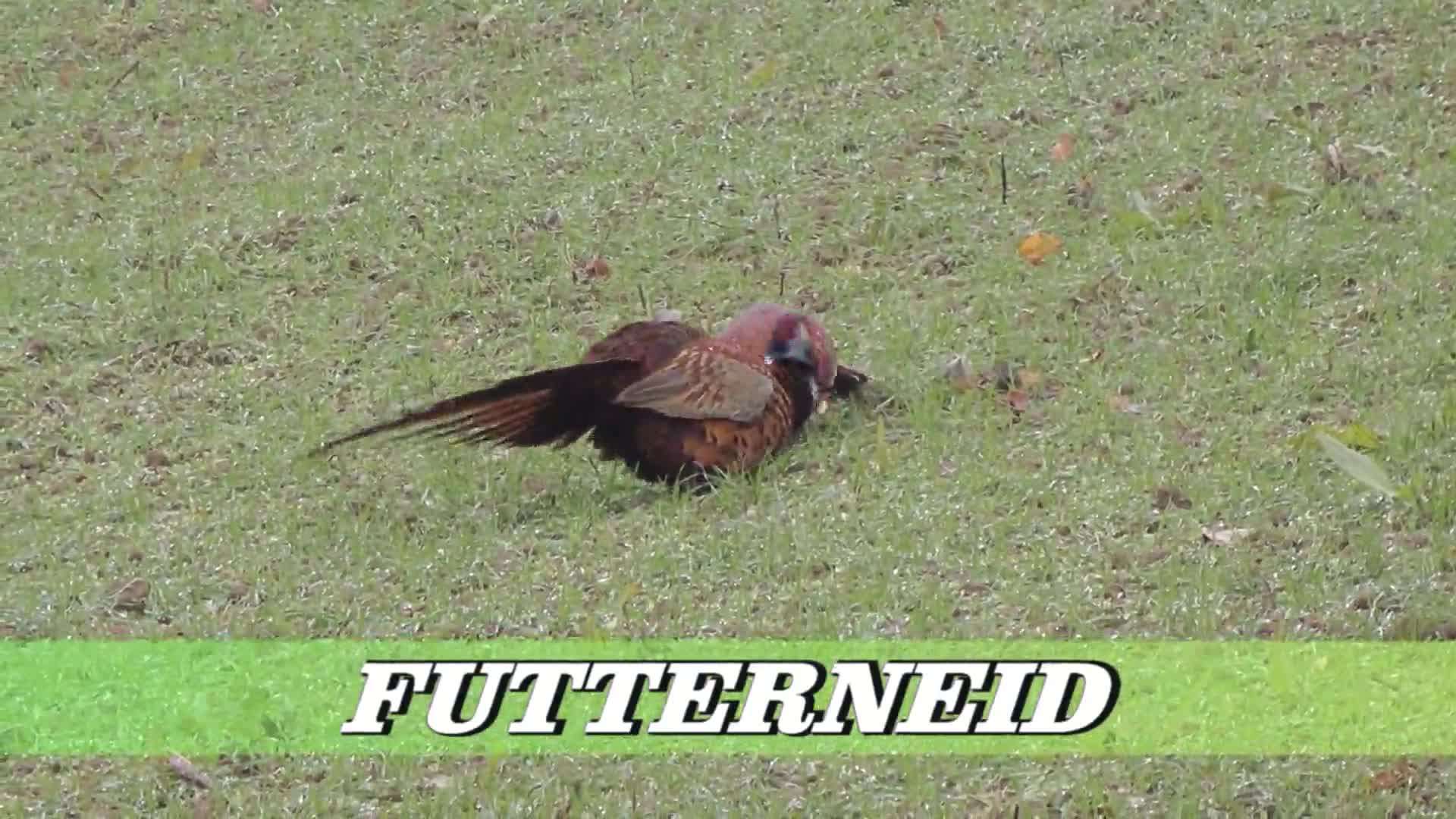 Futterneid